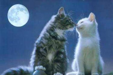 tro mimi les pti chats !!
